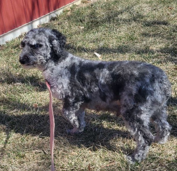 puppy, for, sale, Cava-Poo, Loren & Elaine  Nolt, dog, breeder, East Earl, PA, dog-breeder, puppy-for-sale, forsale, nearby, find, puppyfind, locator, puppylocator, aca